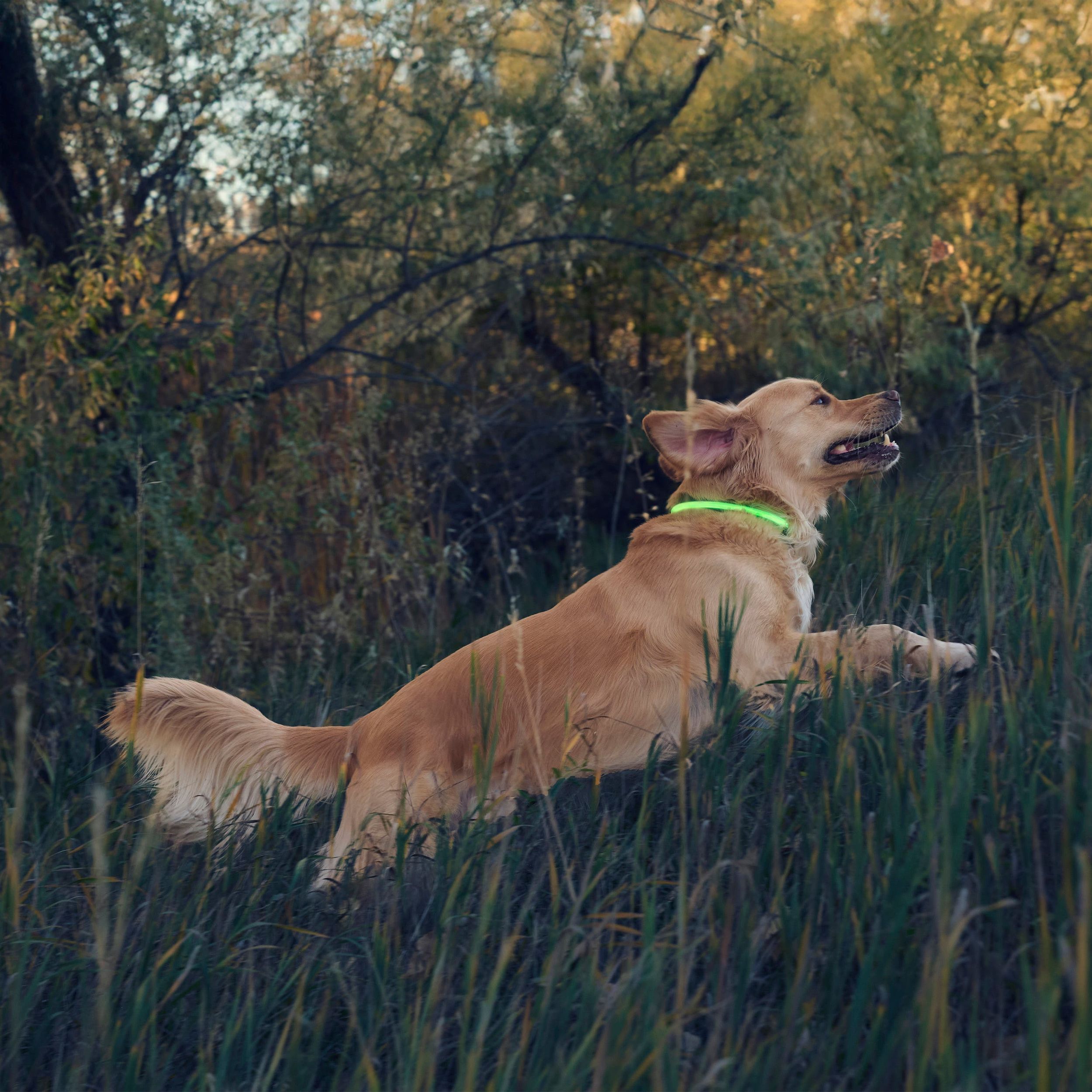 Collier de sécurité à DEL rechargeable, Nitehowl, Nite Ize