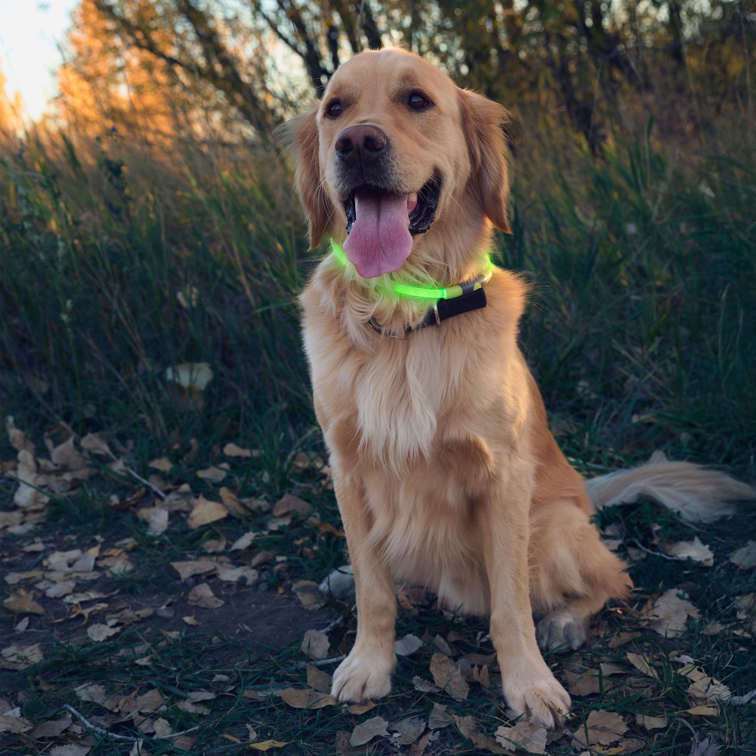 Collier de sécurité à DEL rechargeable, Nitehowl, Nite Ize