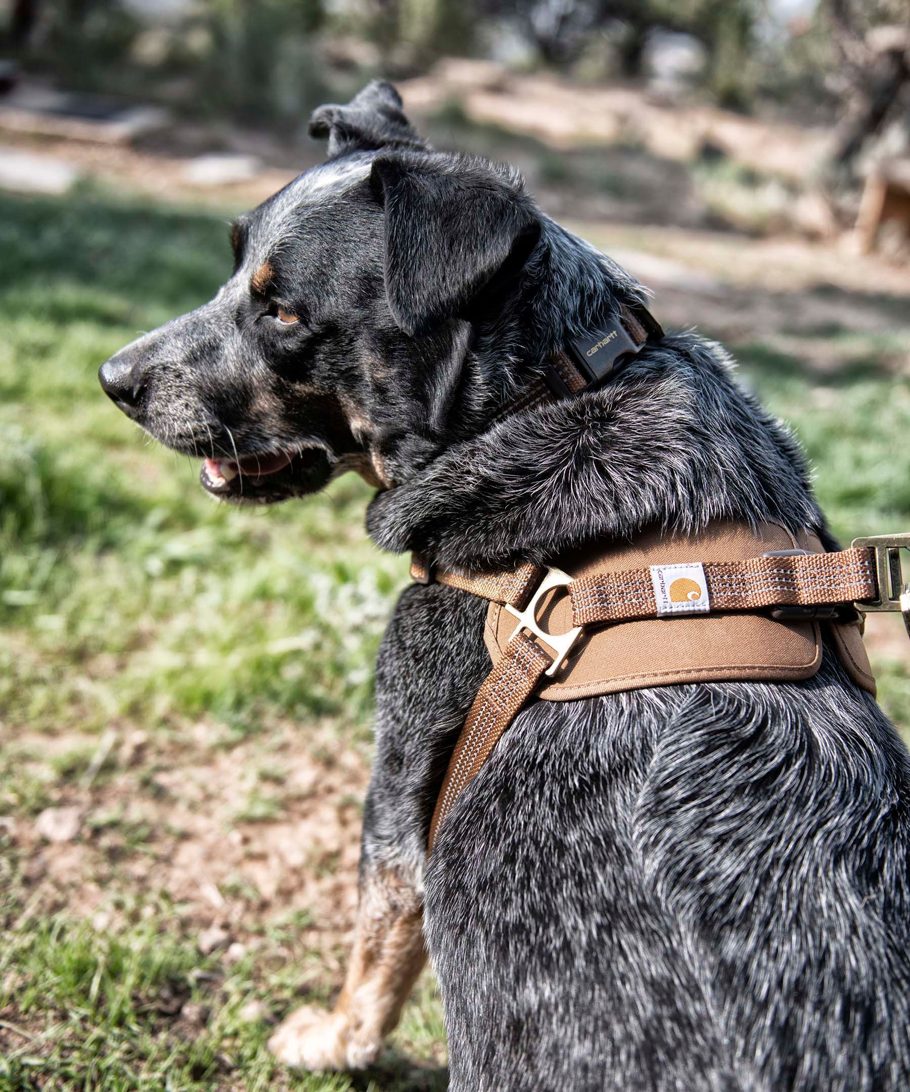 Carhartt Dog Adjustible Walking Harness - Brown | Marks