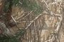 Realtree/Brown