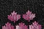 Black/Fuchsia Stripe