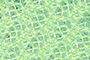 Blue/Lime