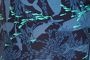 Requins