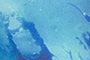 Blue Shark Print
