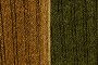 Brown/Green