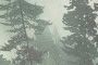 Green Forest Print
