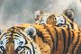 Snow Tigers